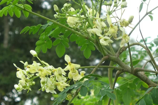 Manfaat Daun Kelor: Rahasia Kesehatan Tradisional yang Kaya Nutrisi